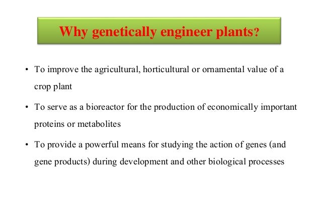 Development of transgenic crops